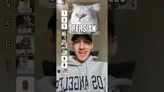blind ranking cats, don&rsquo;t judge 😳