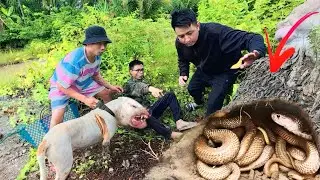 Smart Pitbull Helps Hunters Catch Nest of 100 Venomous Snakes Inside Rotten Tree Trunk