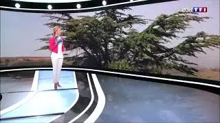 Cèdres du Liban