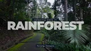 Walking the Tropical Rainforest Trail in Penang Hill 🌿 | 1 Hour of Relaxing Nature Sounds in 4K UHD