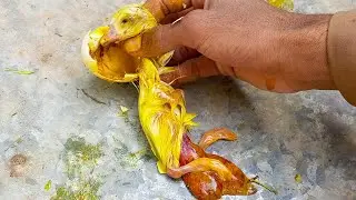 Duck ka baby anday ke andar jam kar mar gaya😥|| Haseeb Home Birds