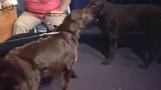 Curly Coat Retrievers and Flat Coat Retrievers 6-5-12