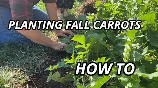 How To Plant FALL CARROTS