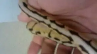 Bumblebee ball python baby