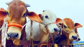 cow unloading, cow videos, cow video, animal, big cow, goru hamba cow, Ep- 266