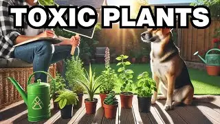 What Plants Are Toxic To Dogs? Explained