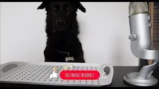ASMR Dog eating Popcorn - kyra.thefooddog