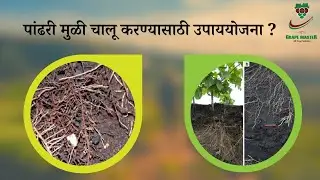Grape Master द्राक्षसेवा -पांढरी मुळी चालू करण्यासाठी उपाययोजना ?