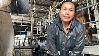 Pinay Dairy Farmer Australia| Cups on | #pinoydairyfarmer #pinoyvloggerinaustralia