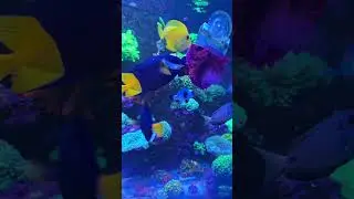 Feeding Frenzy: Watch My Marine Fish in Action!
