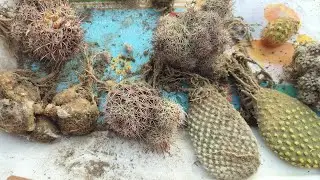 Un boxing online cactus shopping// cactus cheap mily ya expensive youtube family please bataen mujhe