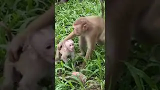 Mama Monkey's Love Story: Caring for Newborn Lynx and Her Growing Family #3