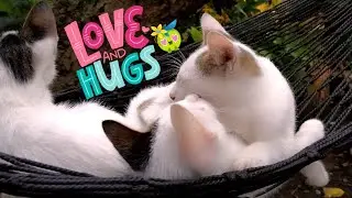 Most Affectionate Cat Kisses and Snuggles his Brother 😻 Too Cute Kittens Video #4