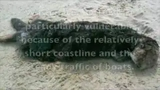 Save the Sea Otter