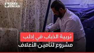 ذبابة الجندي الأسود.. بديل جديد لتأمين الأعلاف في إدلب