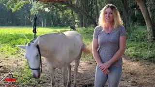 Laura Wilson and mustang polo pony Betty White