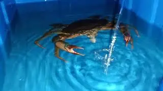 feeding crabs with small fish