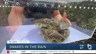 Why are snakes active in the rain?