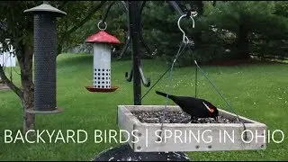 Backyard Birds | Spring in Ohio