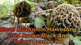 Morel Mushroom Harvesting 2024 Brown Black and Yellow Oysters too