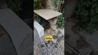 kitty lilly #adventurouscats #catantics #catcreations