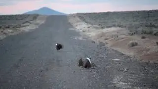 Male Greater sage-grouse (Centrocercus urophasianus) lekking, lek mating dance (USFWS)