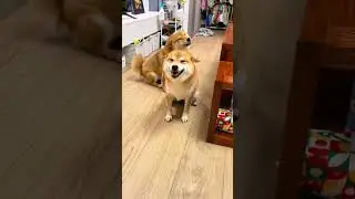When Animal's Try to Be Funny 😂 #FunnyAnimals #CuteAndFunny #WildAndWacky