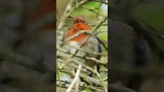 Robin Redbreast's Melodic Spring Song - Bird Sounds #shorts