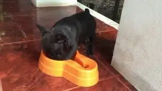 The French bulldogs so hot. LoL