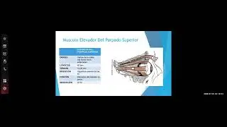 Anatomía de los Músculos Extraoculares y Fascias