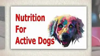 Nutrition For Active Dogs   Proper Nutrition For Your Working Dog 1080p