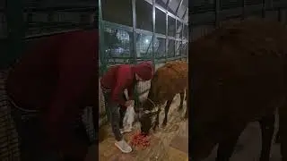 Gau Mata Ki Seva#gaumata #seva #cowcartoon #animals #vlog#viral#viralvideo #india #comedy#bull #cute