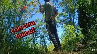 CACER&Iacute;A de PALOMAS a UNA MANO!🎯🕊️ (CACER&Iacute;A con m&iacute; NUEVO FOX FURY 5,5) @Caza1994 