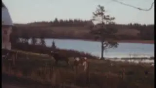 Cows in Musquodoboit Valley 1954 (no sound)