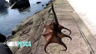 Pesca del Polpo dalla Scogliera