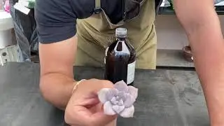COCHONILHAS X ÁLCOOL ISOPROPÍLICO 🌿