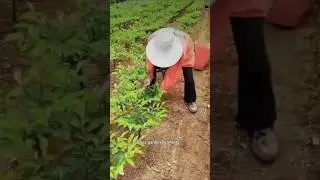 elephant food yam vegetable farming🥔🥔|| सूरन सब्जी की खेती😍||arbaz #gardening #shorts