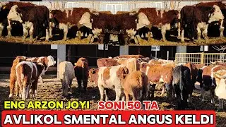 RASSIYADAN 50 BOSH AVLIKOL ANGUS SMENTAL GRENFOT BUQALAR KELDI ARZON JOYI