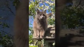 😍Cute spring cat😍