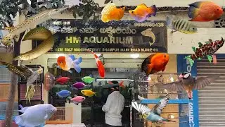 Aquarium fish Shop Tour with Prices in Bangalore | HM AQUARIUM | Affordable prices