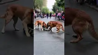 Two dogs were walking in the city when a huge python #animals #dogs