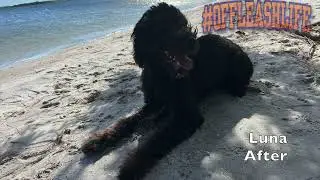 Luna 6MO Labradoodle || Before & After Training || Board & Train || OffLeash K9 of Sarasota