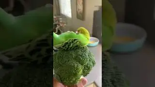 #short #shortsvideo #viral #reels #birds #status #vlog #funny #nature #parrot