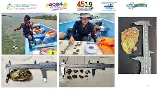 Avances Investigaci&oacute;n con Osti&oacute;n de Mangle - Crassostrea Rhizophorae- en el Caribe Sur de Nicaragua