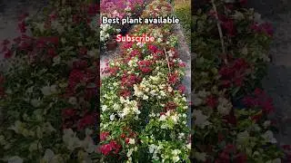 best plant available online #nature #mountains #garden #gartanggali #beautiful #subscribe #bestplant