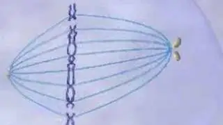 Medical animation of cell division
