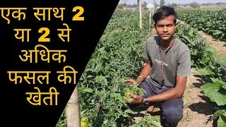 intercropping farming || अंतरफसल खेती, एक साथ 2 या 2 से अधिक फसलों की खेती ||