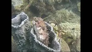 Lembeh Straits with Siladen John Daigle Group