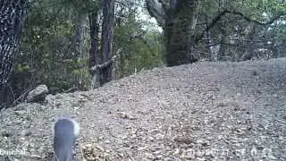 Squirrel Frenzy