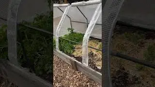Fall/Winter Garden Update! Growing food in the winter in Virginia. #gardening #wintergarden #garden
